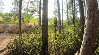 Naughty Sex Tape in Our Cozy Forest Cabin with My Big-Titted GF