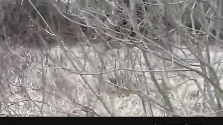 Big-Titted Blonde MILF Sucks and Fucks in the Woods