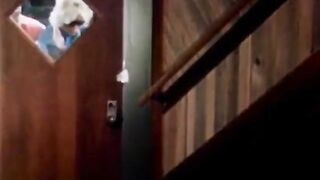 Sekas skidkanintrekör